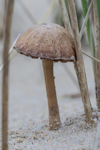 Psathyrella ammophila